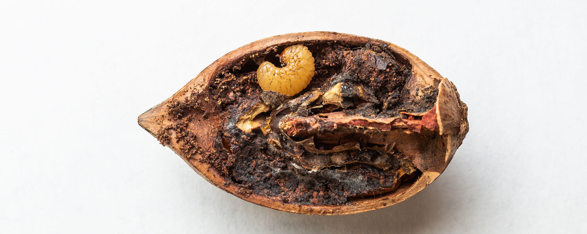 Pecan weevil grub in a nut